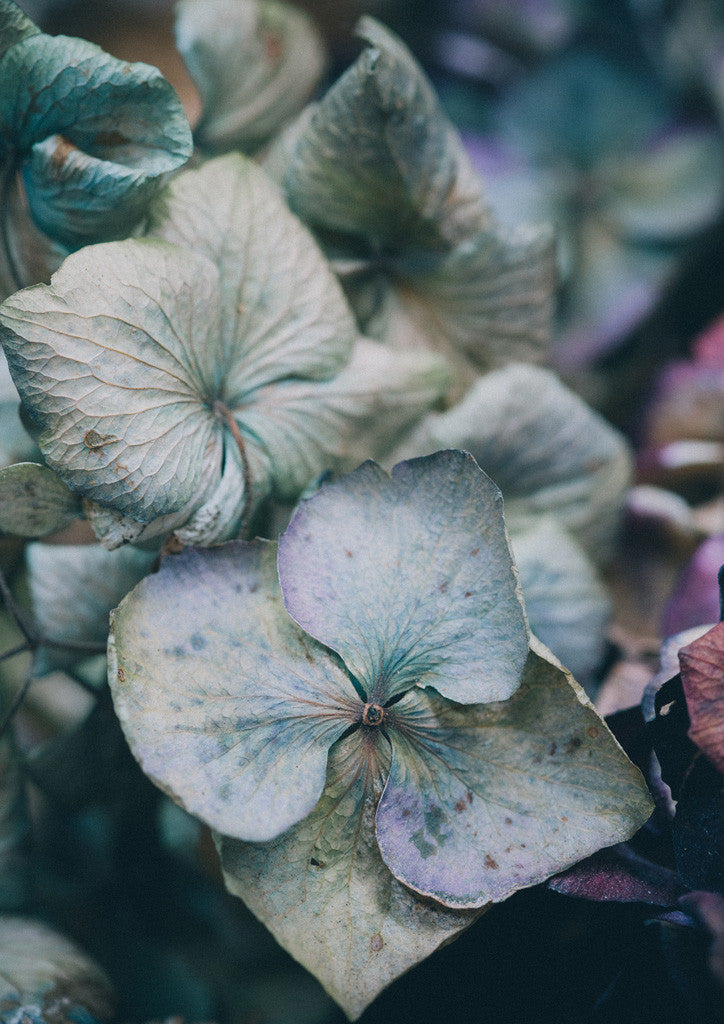 'Dried Beauty' Hydrangea print by Together Journal x Mark Antonia Ltd