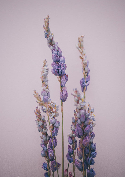 'Dried Beauty' Lupin on Lavender print by Together Journal x Mark Antonia Ltd