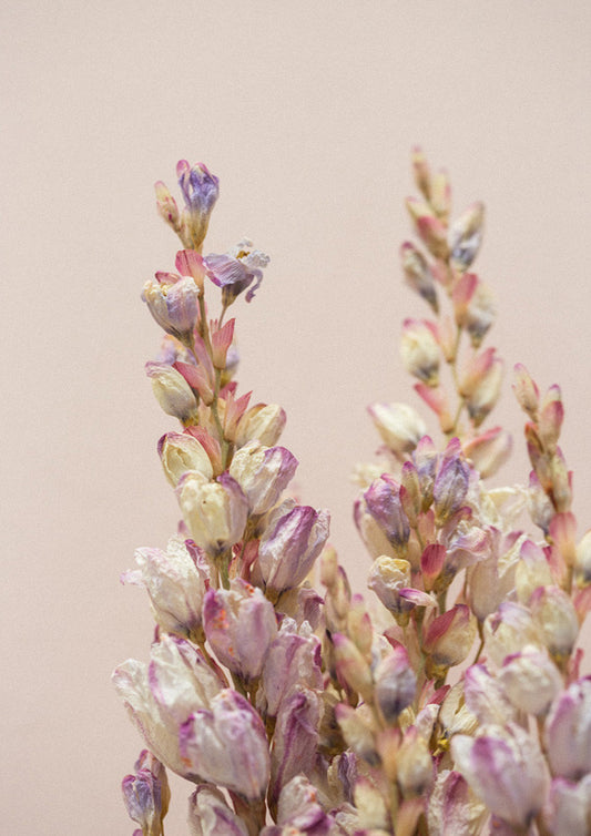 'Dried Beauty' Lupins on Peach print by Together Journal x Mark Antonia Ltd