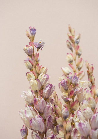 'Dried Beauty' Lupins on Peach print by Together Journal x Mark Antonia Ltd